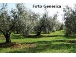 Terreno agricolo in vendita a Buti 15000 mq  Rif: 1328597