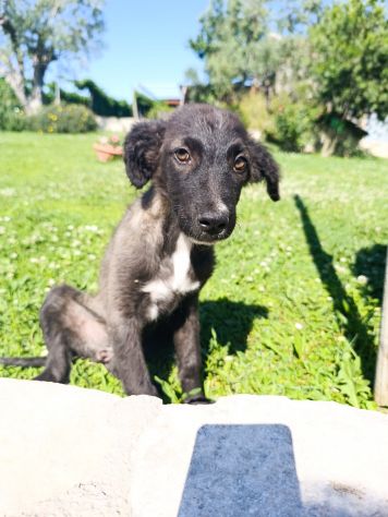 Adozione per Nala - Foto 2