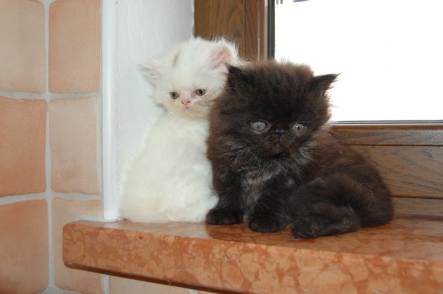 Cuccioli di gatto persiano - Foto 8