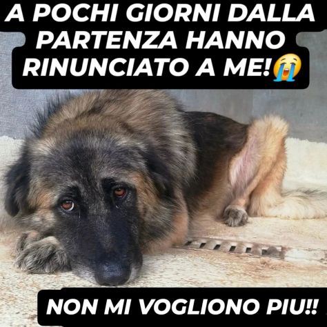 LUPO SPLENDIDO PT, CANE IN ADOZIONE - Foto 4