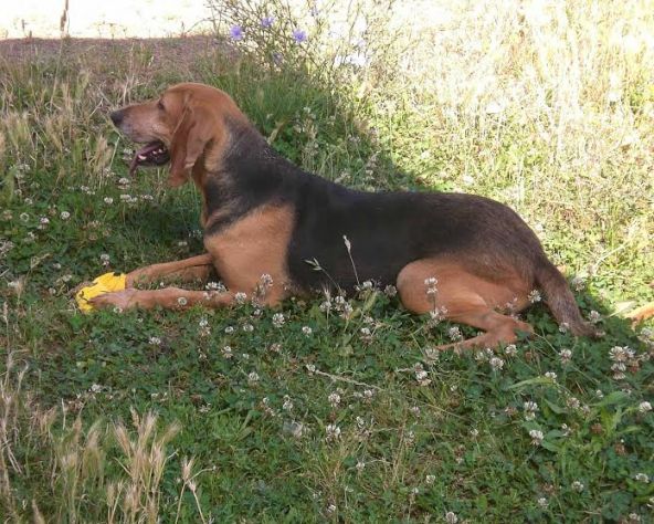 ALOIN, splendido segugio - Foto 2