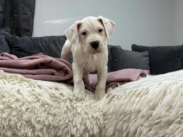 Bellissimi cuccioli di Dogo Argentino
