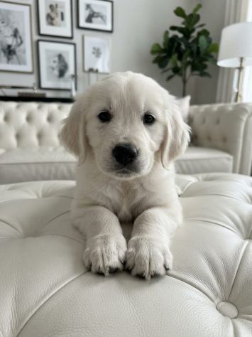 Golden retriever - Foto 3