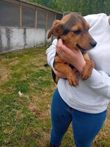 Kora cucciola - Foto 2