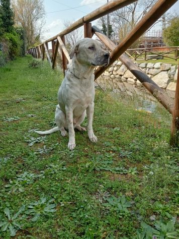 UNA MAMMA PER BIANCHINO - Foto 4