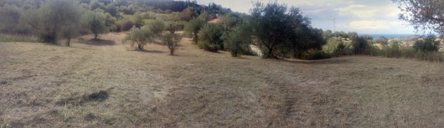 Terreno con uliveto Collesano (PA) - Foto 3