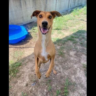 DOROTY ALLEGRA E SOCIEVOLE CAGNOLINA IN ADOZIONE - Foto 2