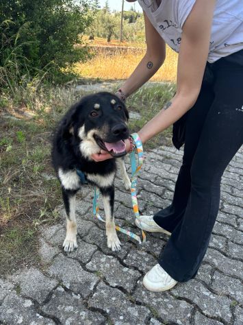 Bellissima cucciola taglia media grande!! - Foto 5