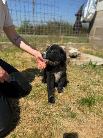Cucciolo in adozione - Flic taglia medio piccola - Foto 3