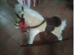 cavalluccio a dondolo