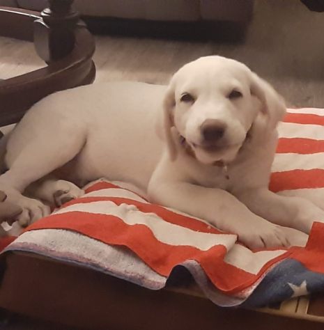 Femmina 4mesi mix Maremmana/spinoncina SOS CASA CAGLIARI - Foto 3