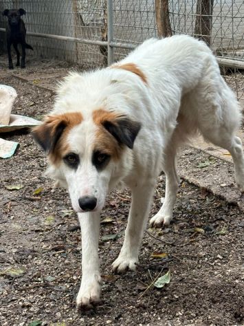 Sofia: amichevole e tranquilla, dolce con tutti - Foto 6