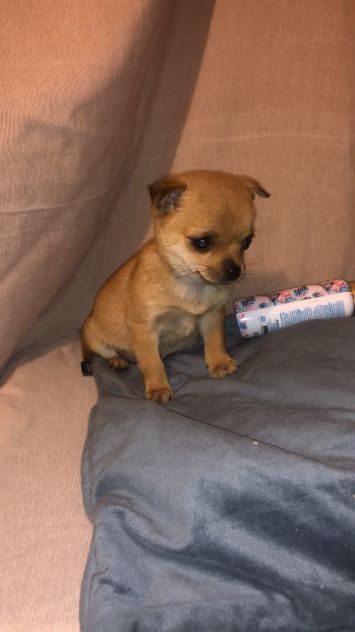 Tre cucciole chihuahua - Foto 7