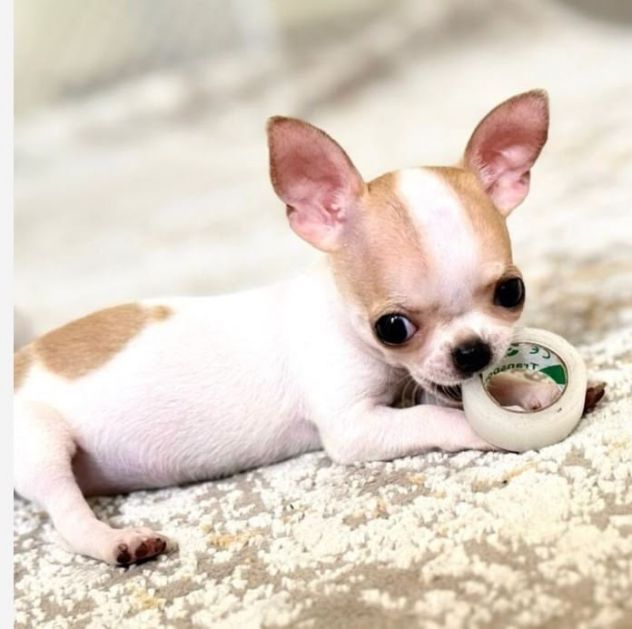CHIHUAHUA TOY CUCCIOLI DISPONIBILI da 60 euro al mese