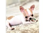 CHIHUAHUA TOY CUCCIOLI DISPONIBILI da 60 euro al mese