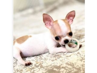 CHIHUAHUA TOY CUCCIOLI DISPONIBILI da 60 euro al mese