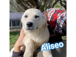 ALISEO, UN SOFFIO DI DOLCEZZA, CUCCIOLO IN ADOZIONE