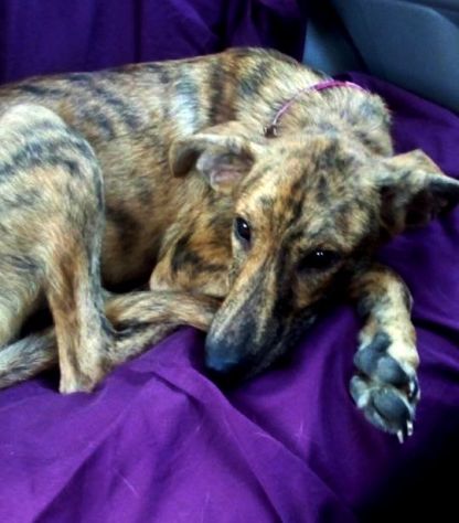 TIGRA, adorabile cagnolina - Foto 5