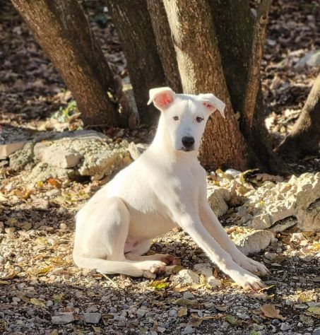 Lisa e Lara ADOZIONE DI COPPIA CUCCIOLE IN ADOZIONE - Foto 4
