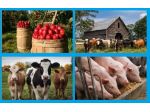 ADDETTO AL BESTIAME, OPERAIO AGRICOLO