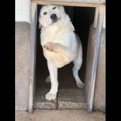 ALISEO, UN SOFFIO DI DOLCEZZA, CUCCIOLO IN ADOZIONE - Foto 3