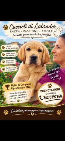 🐾 LABRADOR MIELE ALTA GENEALOGIA - FIGLI DI CAMPIONE ENCI 🐾3 possibilità - Foto 5