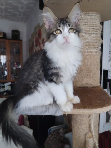 Gattini maine coon - Foto 2