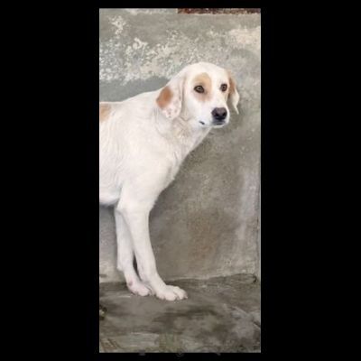 OLAF E OLIMPIA meritano un futuro CANI IN ADOZIONE - Foto 7