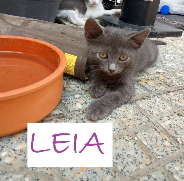GATTINI DI 2 MESI - Foto 4