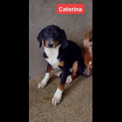 Erano solo cucciole,  CAMILLA e CATERINA CERCANO SALVEZZA CAGNOLINE IN ADOZIONE - Foto 4