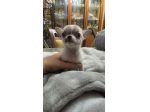 Chihuahua