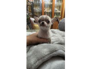 Chihuahua