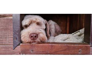 Gigi simil lagotto
