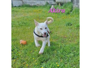 Akira in adozione