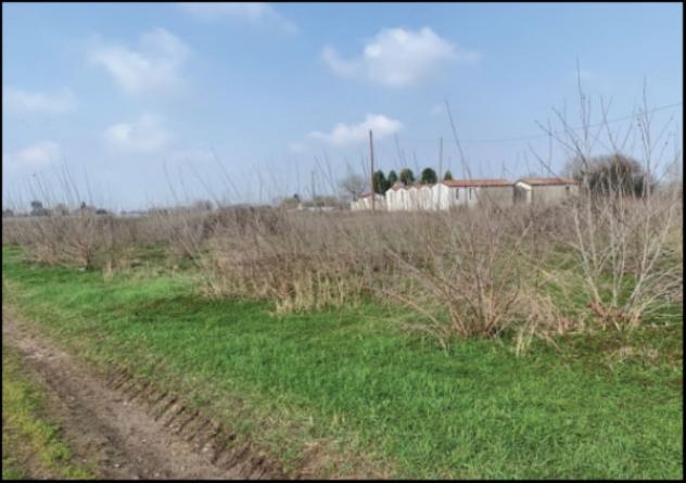 Immobile in asta di 10537 m² in vendita a Sorgà - Foto 7