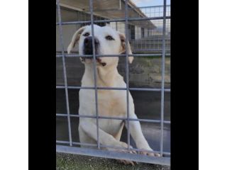 NEVE; SPLENDIDA CAGNOLONA, DIMENTICATA IN CANILE,  IN ADOZIONE