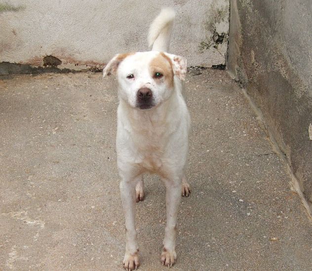 JUMP, bellissimo mix pitbull - Foto 2