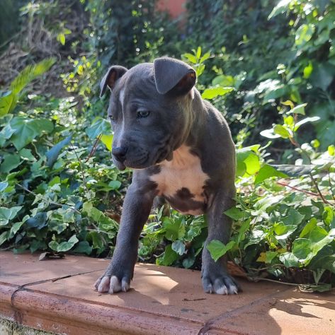 Cuccioli di Amstaff con pedigree in tutta Italia - Foto 4