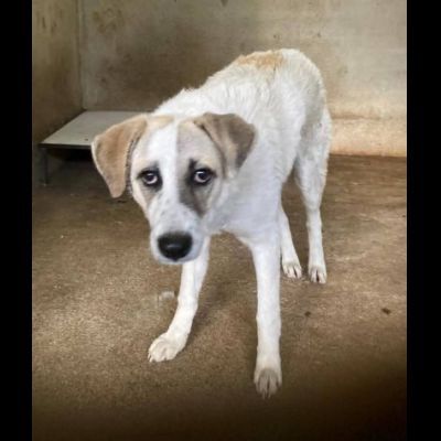 HANSIA, UN MIRACOLO DI LIBERTÀ CAGNOLINA IN ADOZIONE