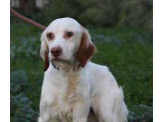 NATHALIE, piccola anima fragile a rischio canile lager