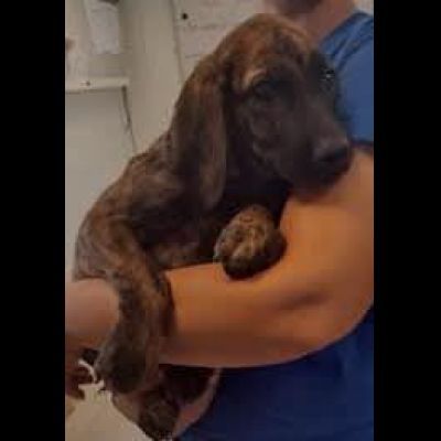 Zippo segugetto istriano cane in adozione - Foto 2