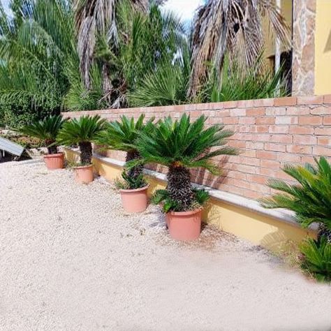 Cycas Revoluta disponibile in Vaso da 50 cm circa altezze varie a scelta - Foto 2