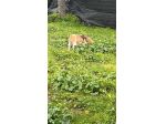 FLORA&FRIENDS DOG SITTER CORSO DELLE PROVINCE - CATANIA