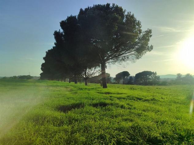 Terreno Agricolo - Rif. 2445 - Foto 16