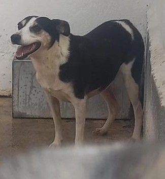TERRY 5 ANNI 15/18 kg IN CANILE