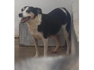 TERRY 5 ANNI 15/18 kg IN CANILE