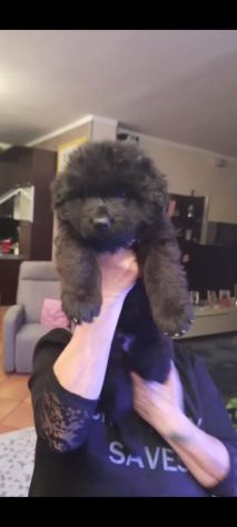 Titolo dellannuncio. Cuccioli di pastore tedesco pelo lungo e pelo normale. - Foto 2