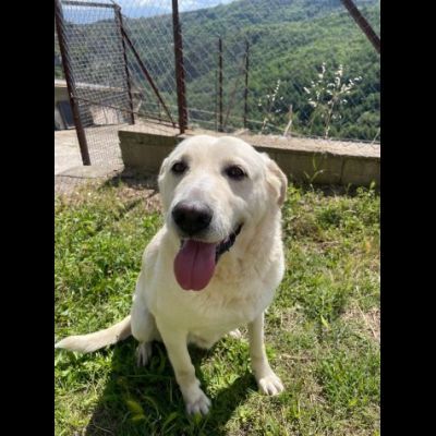 Splendida EDWIGE SIMIL LABRADOR CANE IN ADOZIONE - Foto 3
