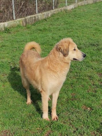 CAGNOLINA DA ADOTTARE - Foto 2