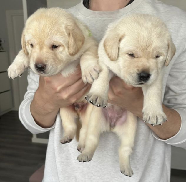 Cuccioli di Labrador Retriever - Foto 6